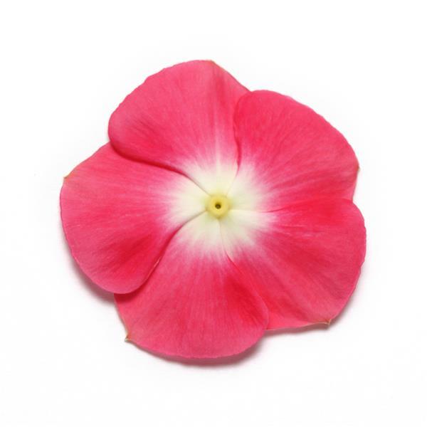 Pacifica XP Cherry Red Halo Vinca - Bloom