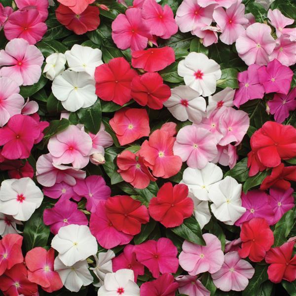 Pacifica XP Mixture Vinca - Bloom
