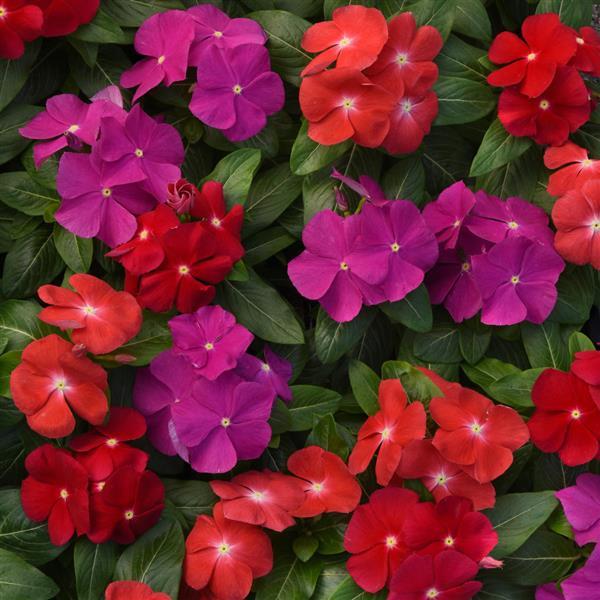 Pacifica XP Bold Mixture Vinca - Bloom