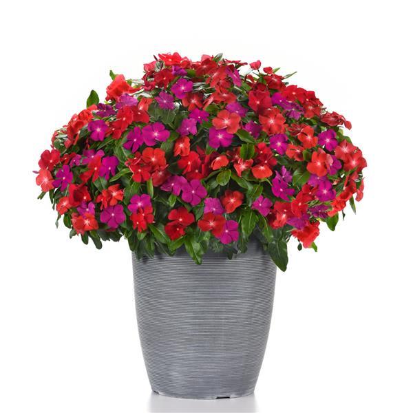 Pacifica XP Bold Mixture Vinca - Container