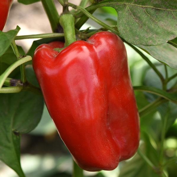 Jungle Parrot Pepper - Bloom
