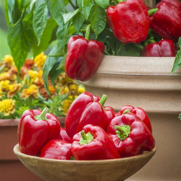 Jungle Parrot Pepper - Container