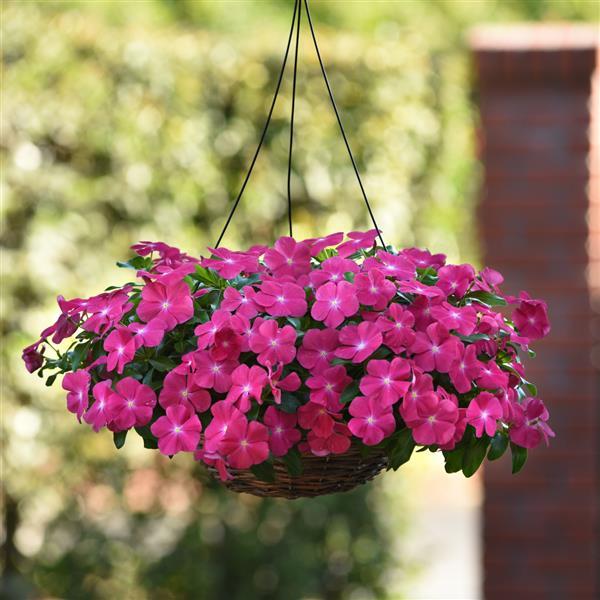 Mediterranean XP Hot Rose Vinca - Basket