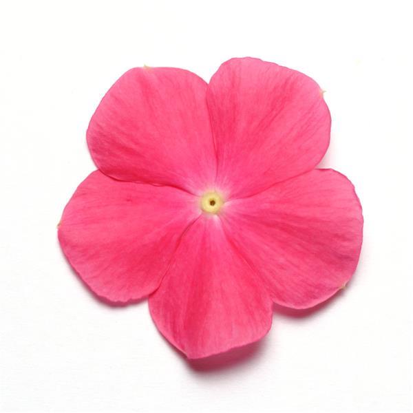 Mediterranean XP Hot Rose Vinca - Bloom