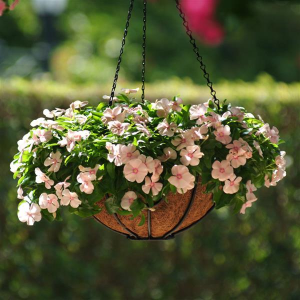 Mediterranean XP Peach Vinca - Basket