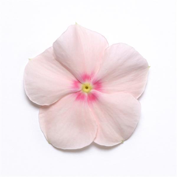 Mediterranean XP Peach Vinca - Bloom