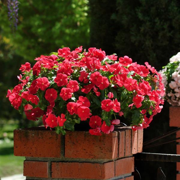 Mediterranean XP Red Vinca - Container