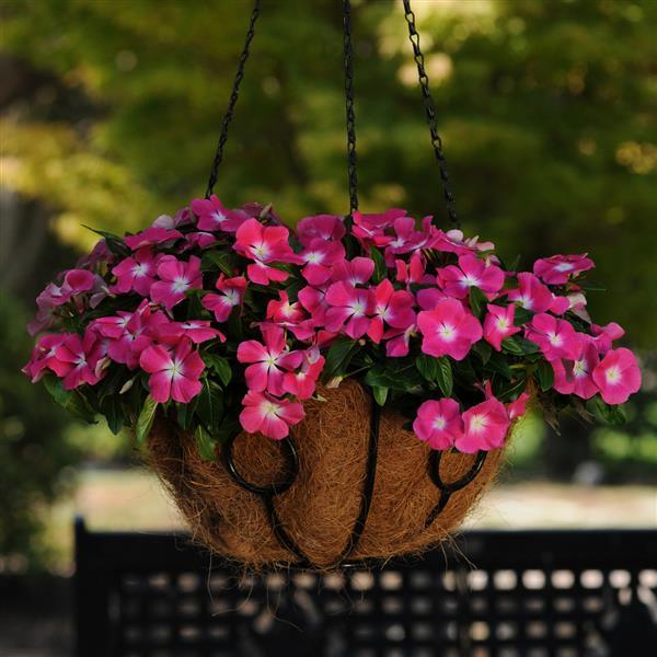 Mediterranean XP Rose Halo Vinca - Basket