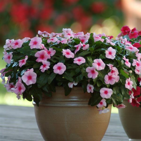 Mediterranean XP Strawberry Vinca - Container