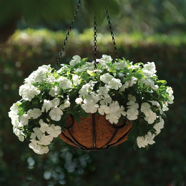 Mediterranean XP White Vinca - Basket