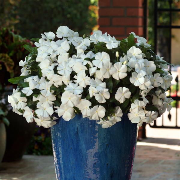 Mediterranean XP White Vinca - Container