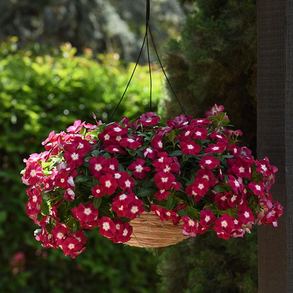 Mediterranean XP Burgundy Halo Vinca - Basket