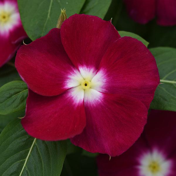 Mediterranean XP Burgundy Halo Vinca - Bloom