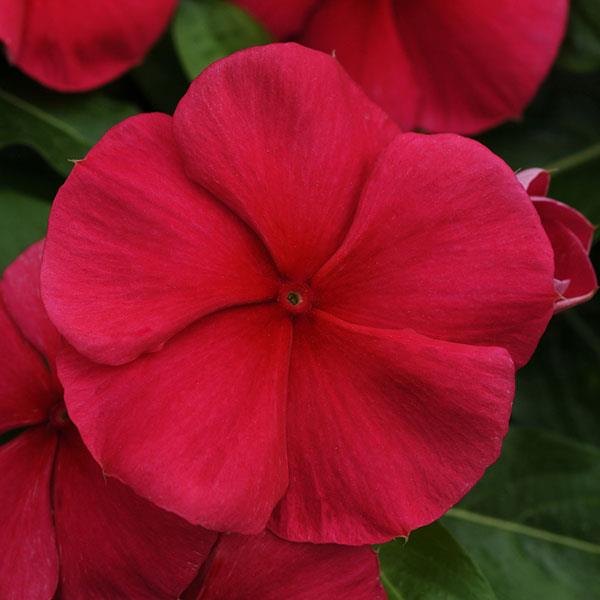 Mediterranean XP Dark Red Vinca - Bloom