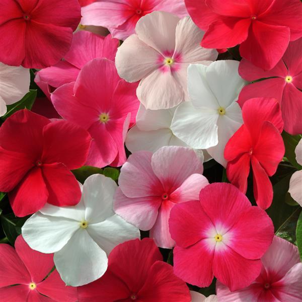 Mediterranean XP Mixture Vinca - Bloom