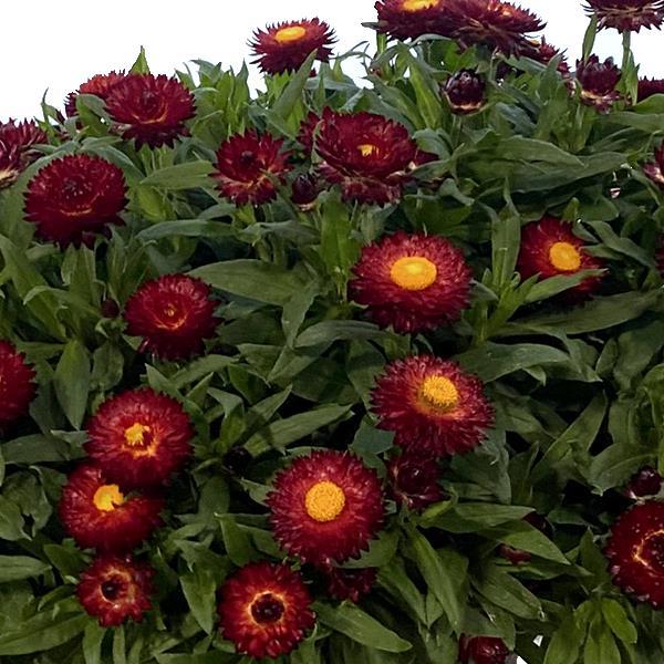 SunBrero Red Bracteantha
