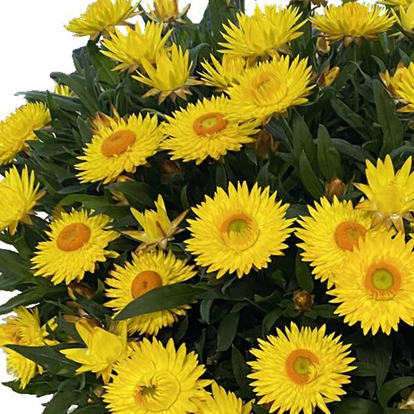 SunBrero Yellow Bracteantha