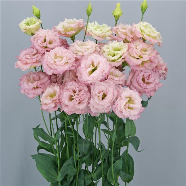 Celeb 1 Aurora Pink Lisianthus - Bloom