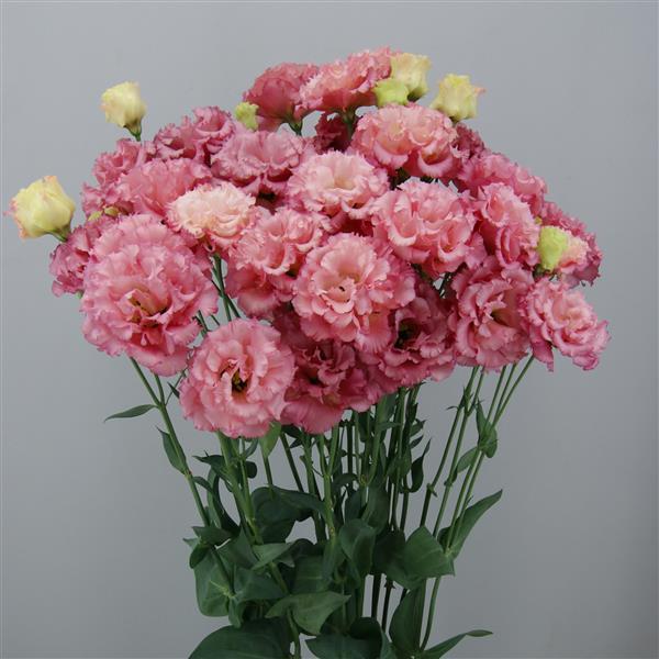 Celeb 1 Rouge Lisianthus - Container