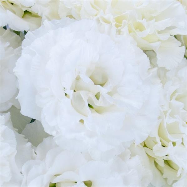 Celeb 2 Snow Lisianthus - Bloom