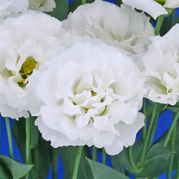 Celeb 2 Swan Lisianthus - Bloom