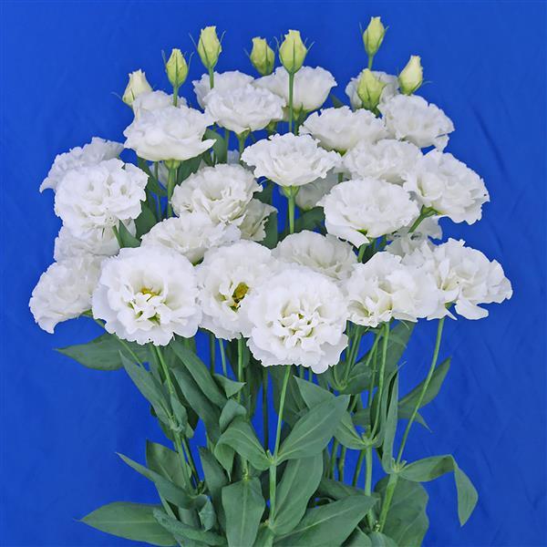 Celeb 2 Swan Lisianthus - Container