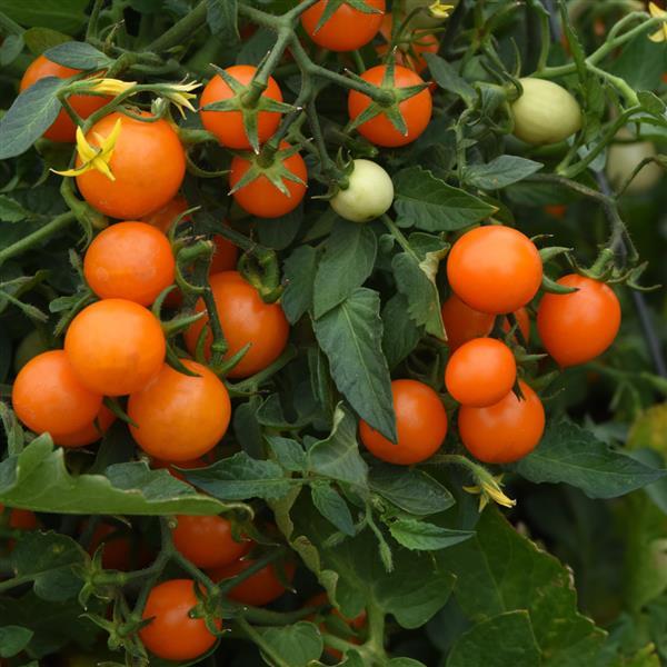 Sugar Basket Orange Tomato - Bloom