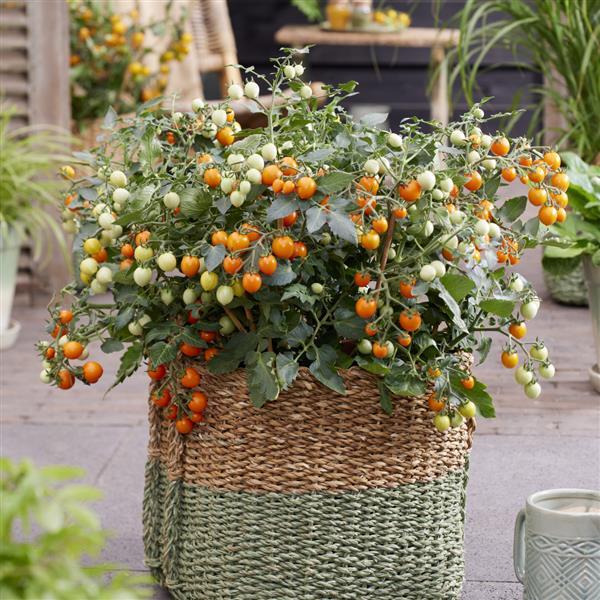 Sugar Basket Orange Tomato - Container