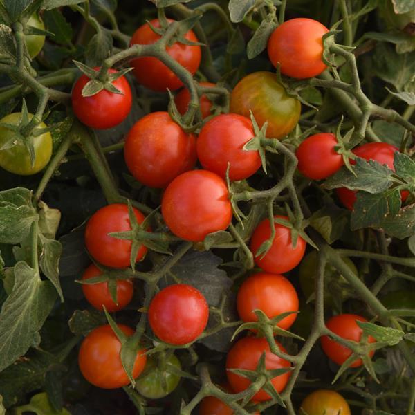Sugar Basket Red Tomato - Bloom