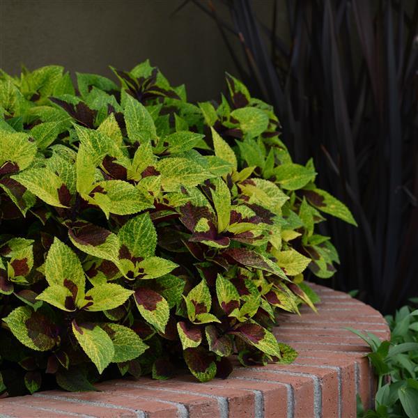aeonium succulent plants Aeonium Green (With Soil, Plant & Pot) – Kumaun Plants