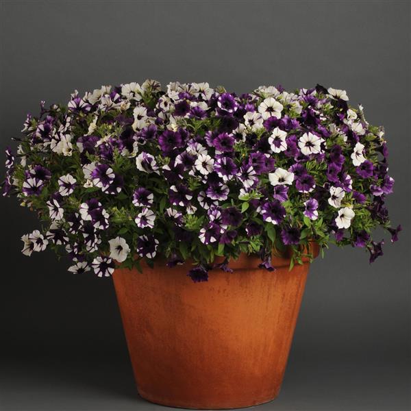 Shock Wave® Purple Tie Dye Spreading Petunia - Container