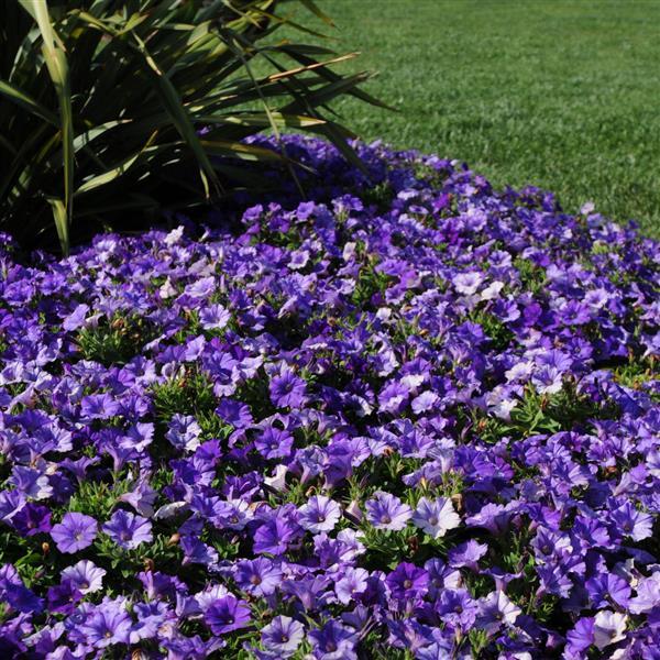 Shock Wave® Denim Spreading Petunia - Commercial Landscape 1