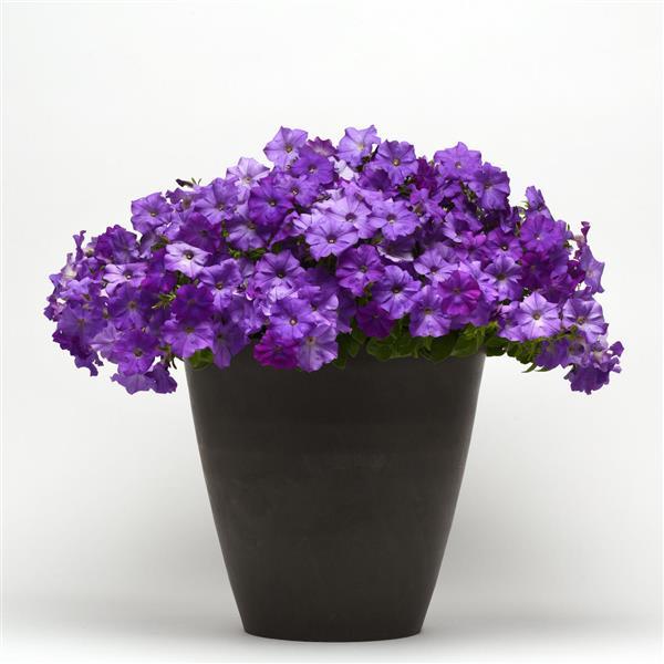 Shock Wave® Denim Spreading Petunia - Container
