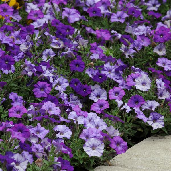 Shock Wave® Denim Spreading Petunia - Landscape