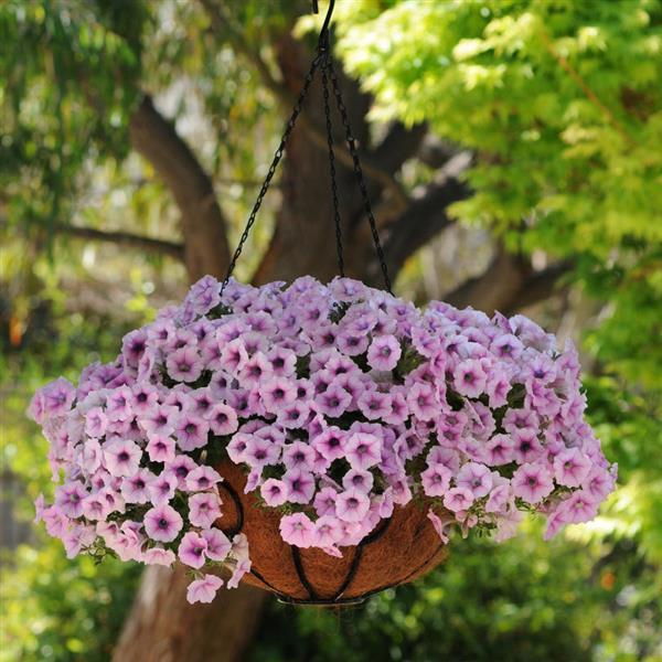 Shock Wave® Pink Vein Spreading Petunia - Basket