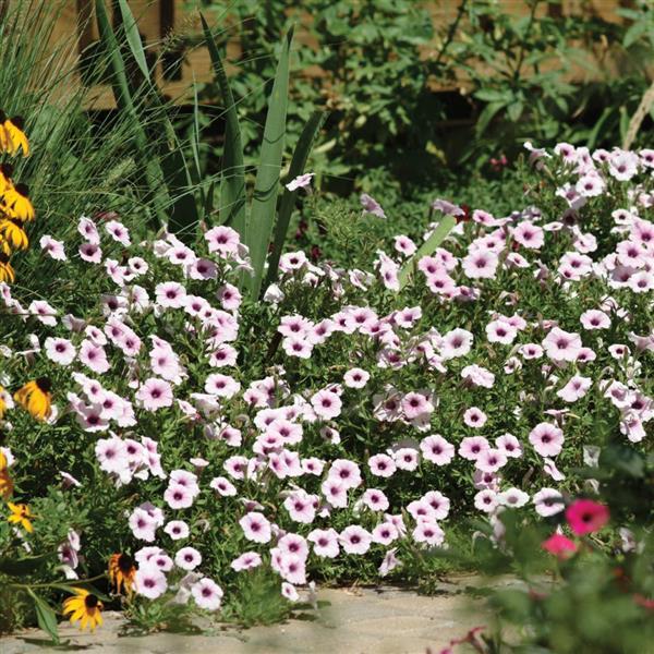 Shock Wave® Pink Vein Spreading Petunia - Commercial Landscape 1