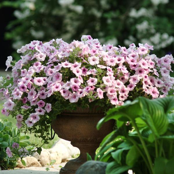 Shock Wave® Pink Vein Spreading Petunia - Container