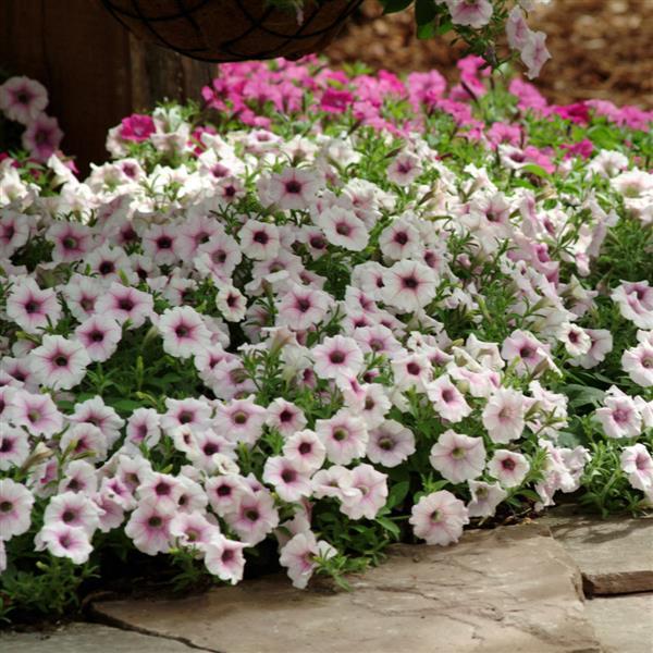 Shock Wave® Pink Vein Spreading Petunia - Landscape
