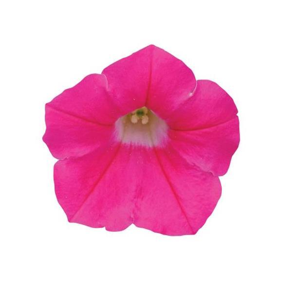 Shock Wave® Rose Spreading Petunia - Bloom