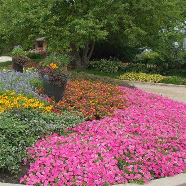 Shock Wave® Rose Spreading Petunia - Commercial Landscape 1