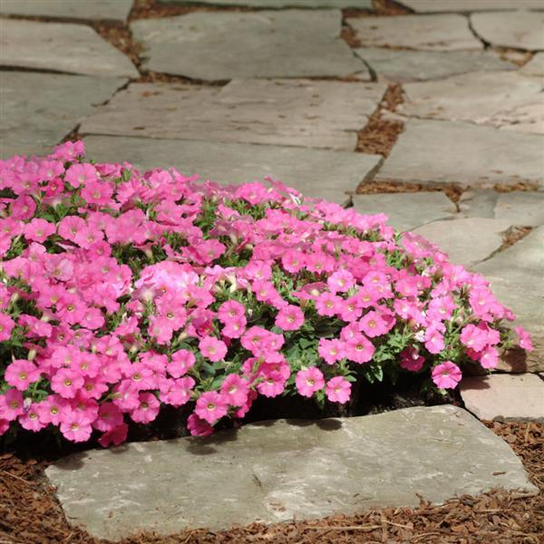 Shock Wave® Rose Spreading Petunia - Landscape