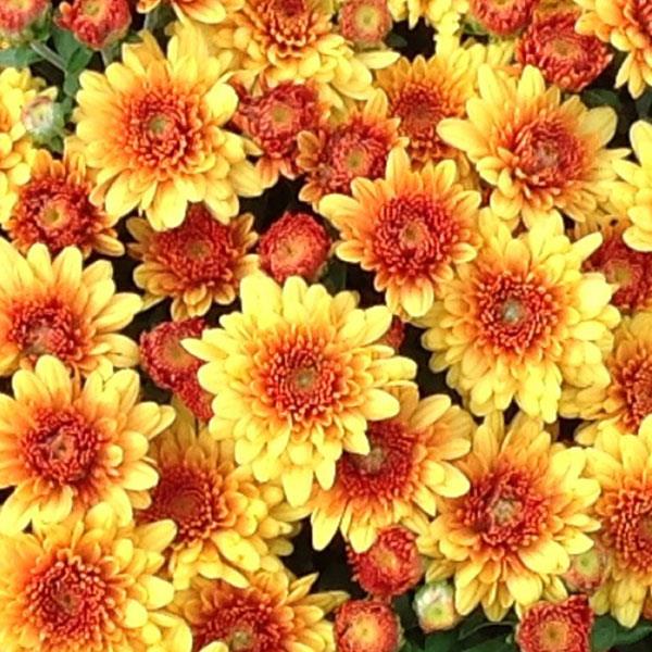 Autumn Envy Bronze Garden Mum