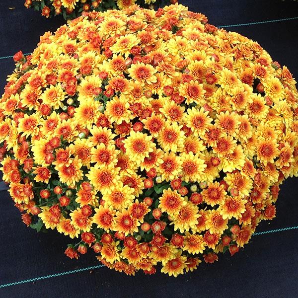 Autumn Envy Bronze Garden Mum