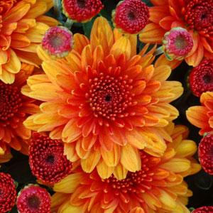 Autumn Glow Bronze Garden Mum