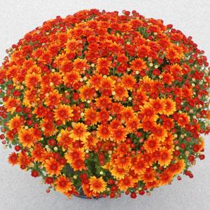 Autumn Glow Bronze Garden Mum