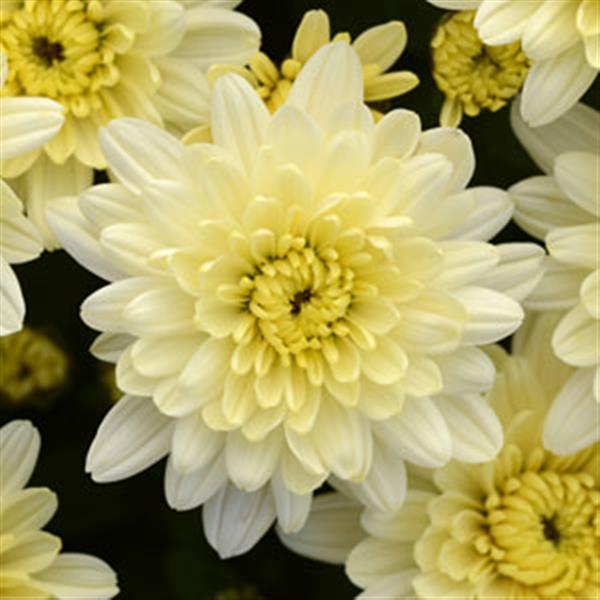 Avalon Crème White Garden Mum