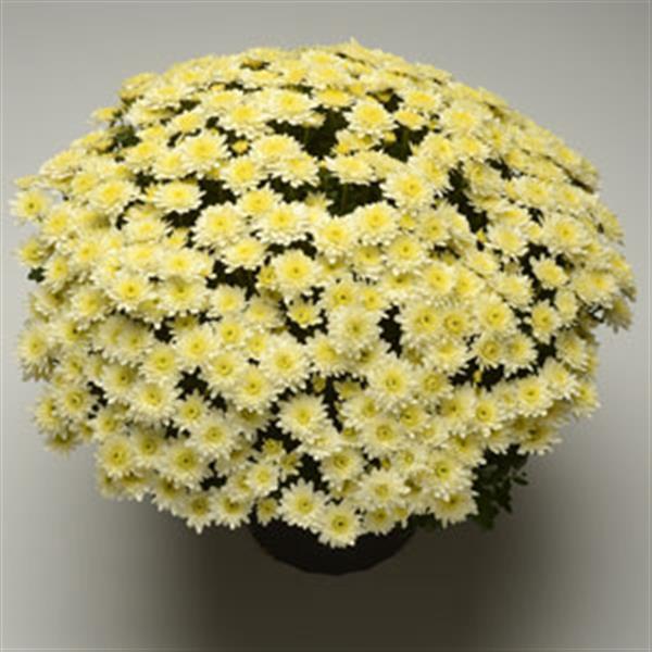 Avalon Crème White Garden Mum