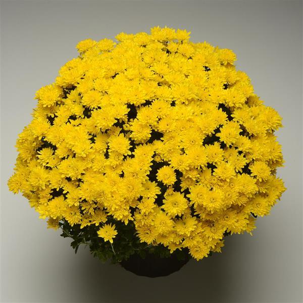 Avalon Golden Yellow Garden Mum