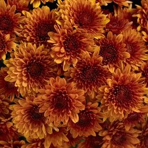 Avalon Orange Garden Mum - Bloom