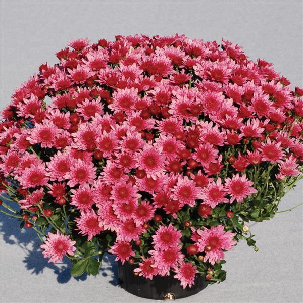 Avalon Pink Garden Mum